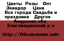 Цветы. Розы.  Опт.  Эквадор. › Цена ­ 50 - Все города Свадьба и праздники » Другое   . Амурская обл.,Благовещенский р-н